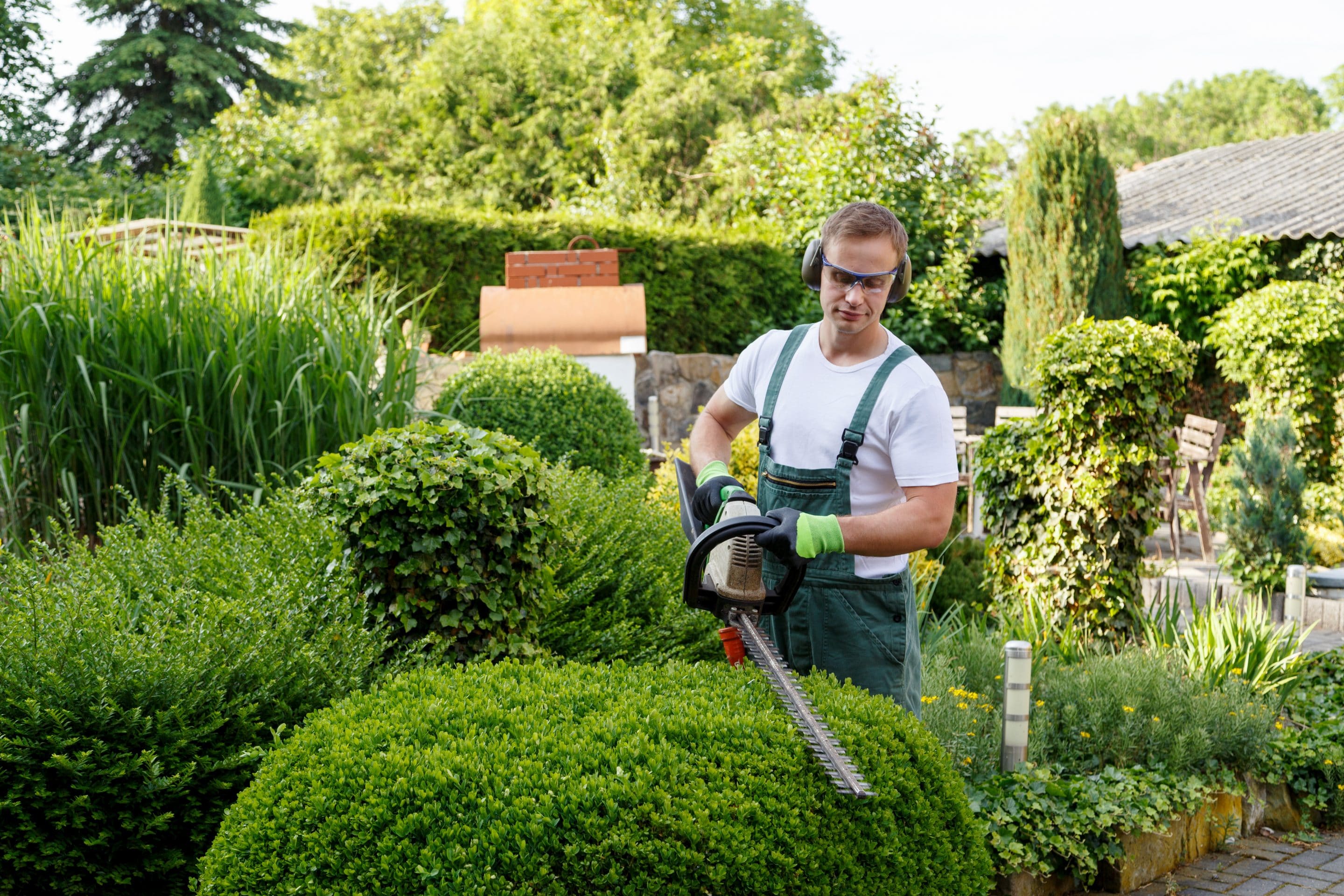 tonte de haie par un jardinier